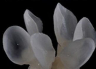 Natural translucency of the veneers